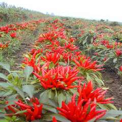 Zero Addition Small Red Dried Chillies Premium 10KG Tianjin Peppers