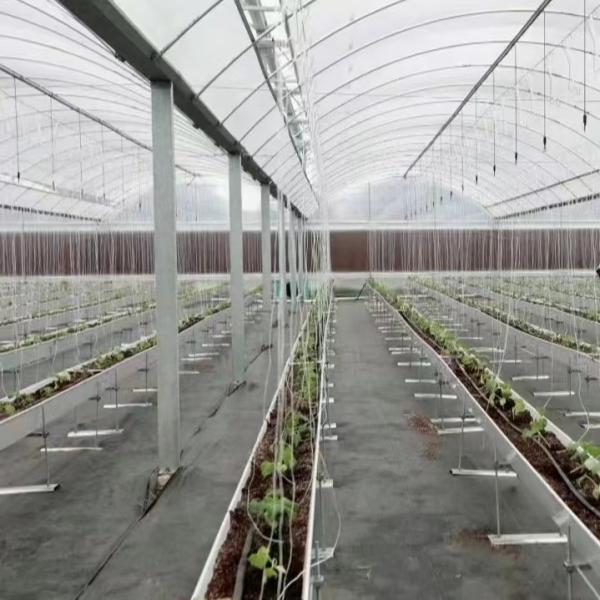 Multi-Span Plastic Tunnel Film Greenhouse