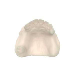 Elite Grade Opposite Jaw Model Resin Dental