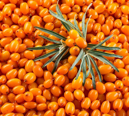 Hippophae Rhamnoides Aromatherapy Essential Oils Sea Buckthorn Seed Oil 5kg Bulk
