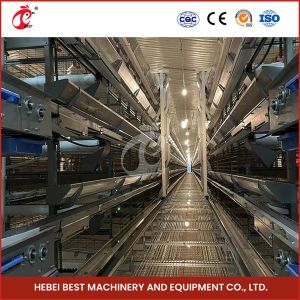 China Automatic Poultry Battery Cage System Layer Chicken Steel Cage Rose wholesale