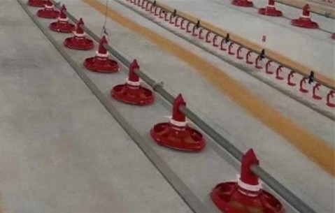 Duck Layer Hens Chicken Shed Broiler Poultry Equipment