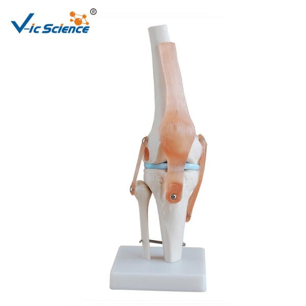 Medical Anatomical Ligament Plastic Knee Joint Anatomy Skeleton Model Of