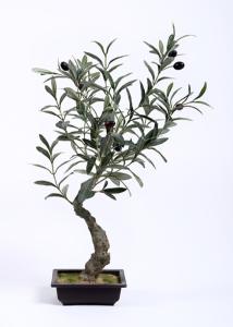 China Traditional Olive Tree Bonsai Botanical Mix With Square Plastic Flowerpot wholesale