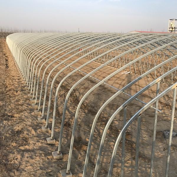 Galvanized Steel Single-span Tunnel Greenhouse for Growing Vegetables Fruits Flowers