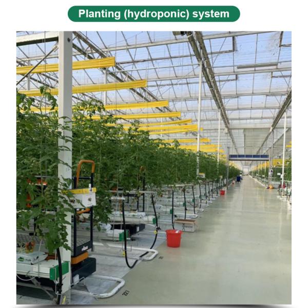 Customizable Size Multi-Span Agricultural Invernadero with Advanced Hydroponic System
