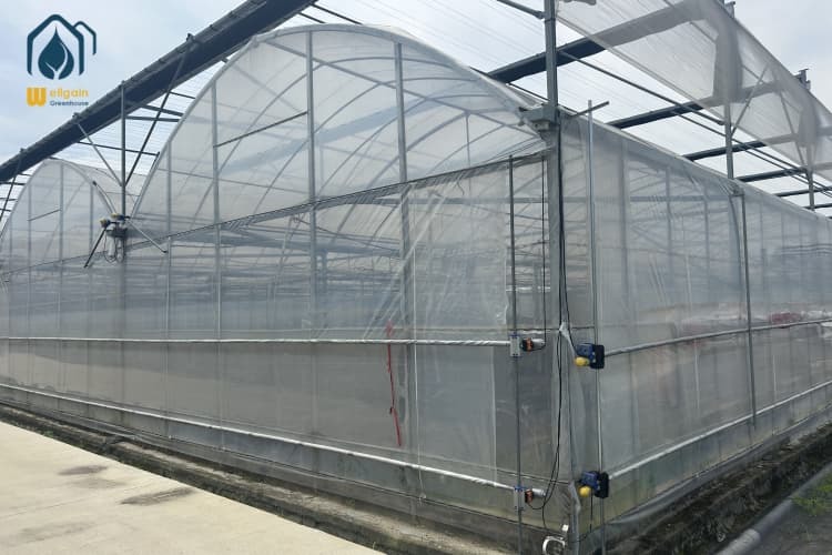 China Multi Span Greenhouse Automated Hydroponic Greenhouse For Agriculture wholesale