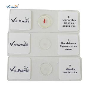 China Specimen Medical 50pcs Set Parasite Microscope Slides 1.2mm wholesale
