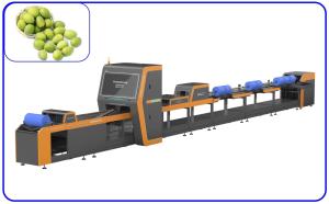 China Intelligent Automatic Olive Sorting Machine 4 Channel High Precision wholesale