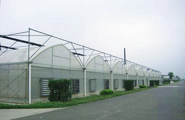 Large Size Commercial Hydroponic Greenhouse With Thickness 0.12-0.2mm Film Covered