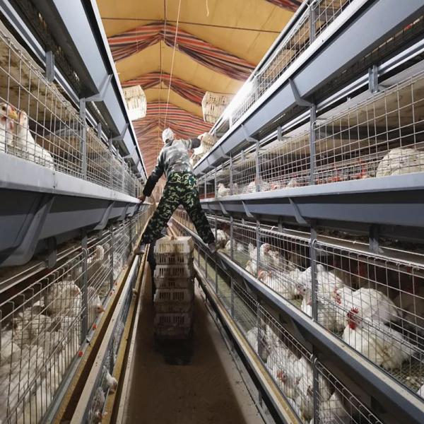 Modern Automatic Broiler Chicken Farming Equipment H Type Poultry Broiler Cage for Nigeria