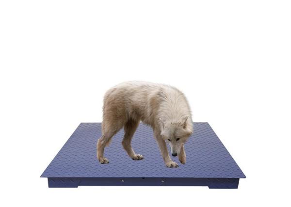Quality 48" X 48" Floor Scale Accurate Pallet Scales With Smart Metal Digital Indicator for sale