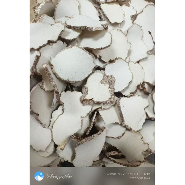 Indian Tiger Milk Fungus Chinese Traditional Medicine Natural Cultivation