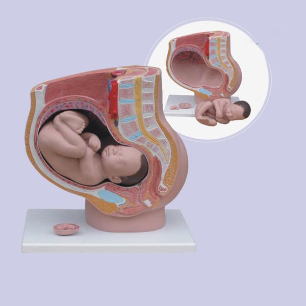 Human Female 9 Months Fetus Pregnancy Anatomical Model For Obstetrics Gynecology Teaching