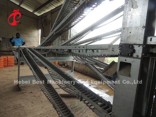 Automatic Poultry Battery Cage System Layer Chicken Steel Cage Rose
