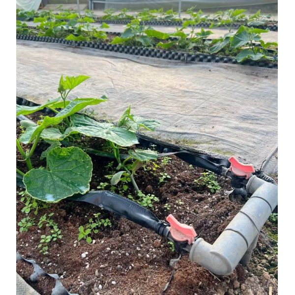 Multi-Span Plastic Tunnel Film Greenhouse