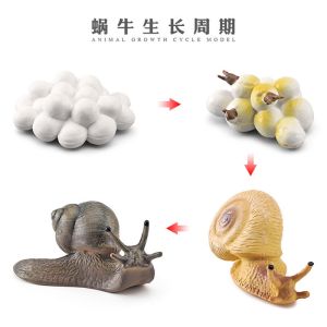 China Interactive Human Body Skeleton Model For Learning / Display wholesale