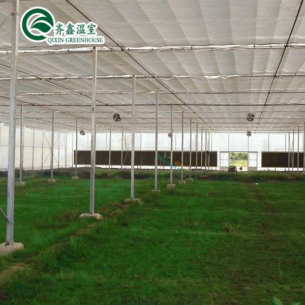 30 x 100 Vegetable Growing Film Covered Multi-span Arch Greenhouse with PO Cover