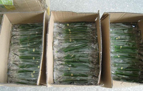 Top Quality Blue TPU Coated Safety Elastic Coil Cord Rop Key Ring Accessory Full Stretched Length 1M