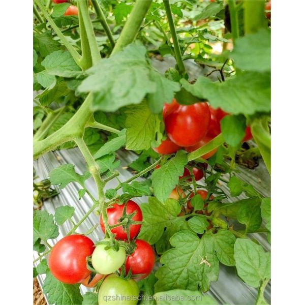 PE Single Layer Solar Tunnel Agricultural Greenhouse 4-6M Height