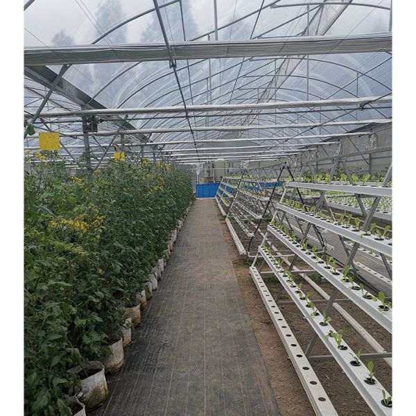 Vegetable Cultivation Plastic Tunnel Greenhouse 12m Width Single Layer