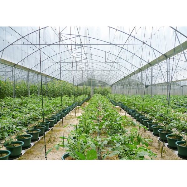 S Hot Dipped Galvanized Steel Structure Greenhouse for Agricultural Vegetable
