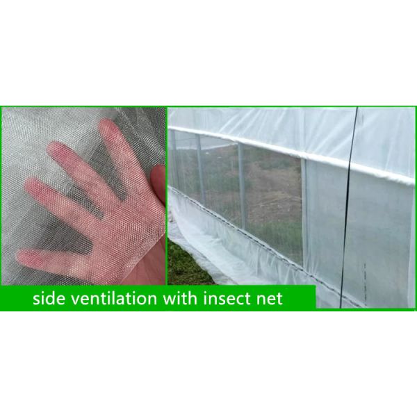 6m-10m Width Galvanized Steel Frame Single Span PE Film Greenhouse for Tomato