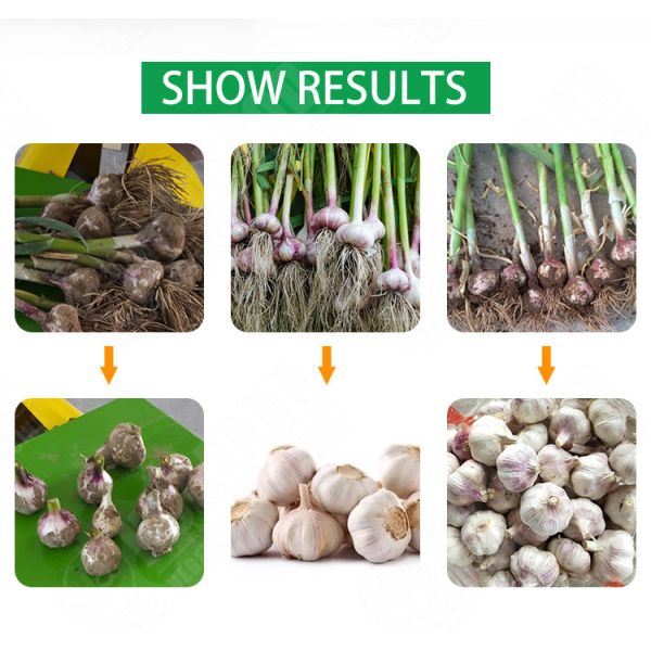 SUS304 Electric Fresh Garlic Root And Stem Cutting Machine Home Use garlic root cutter