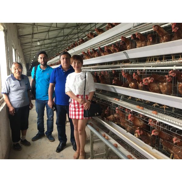 Automatic Egg Chicken Layer Battery Cage Poultry Farming System A Type