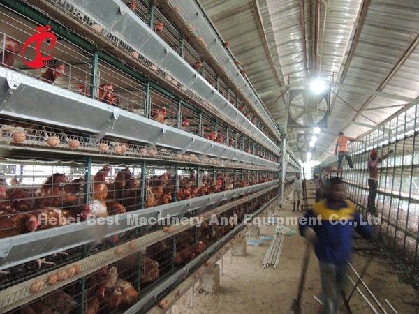 Automatic Poultry Battery Cage System Layer Chicken Steel Cage Rose