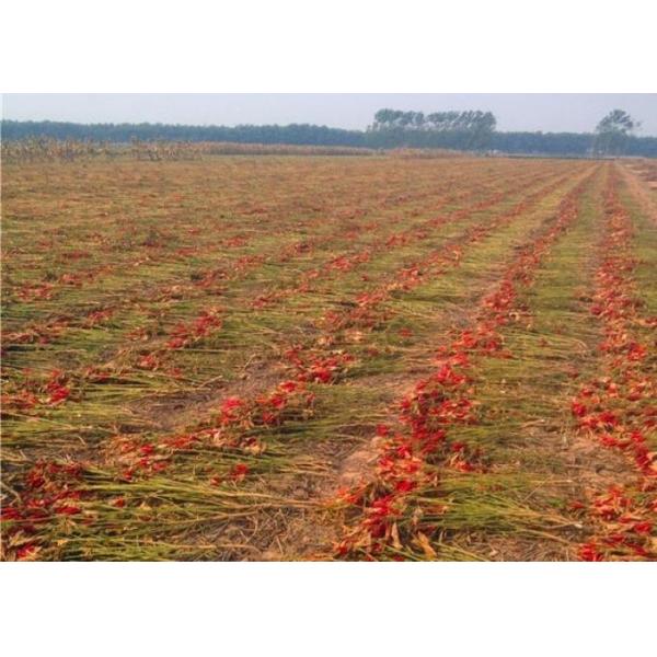 Zero Addition Small Red Dried Chillies Premium 10KG Tianjin Peppers