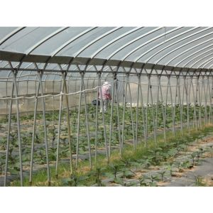 China Film Surface Material Multi-Span Agricultural Greenhouses IGreen Greenhouse wholesale