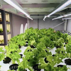 Intelligent Temperature Control Department Shipping Container Greenhouse for