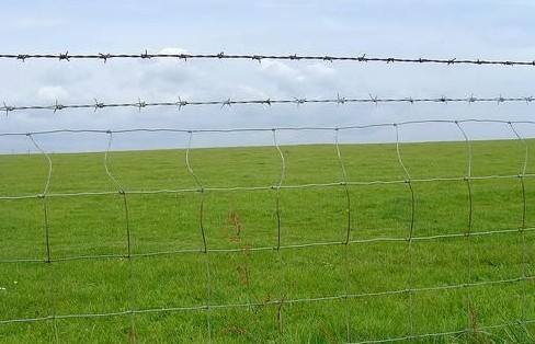 Animals Galvanized Field Fence For Park / Zoo / Train / Bus Station