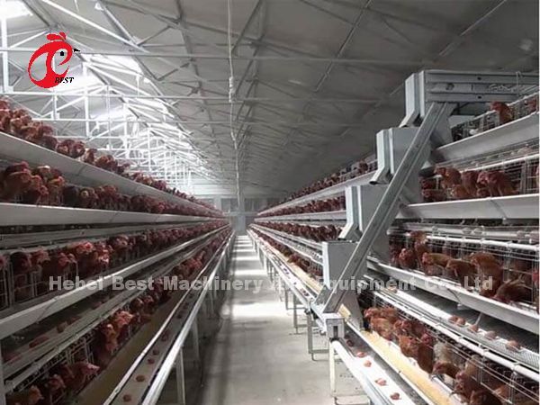 Automatic Battery Poultry Cage Cold Galvanized For Laying Chickens In Africa Market Iris