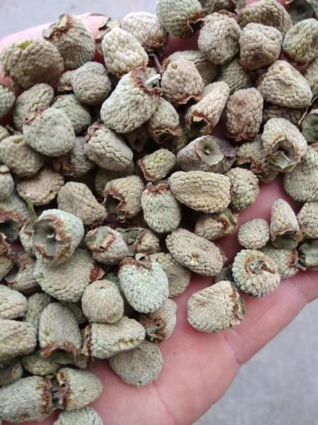 Traditional Chinese Herb Raspberry (Fu Pen Zi) Dried and Raw Processing for