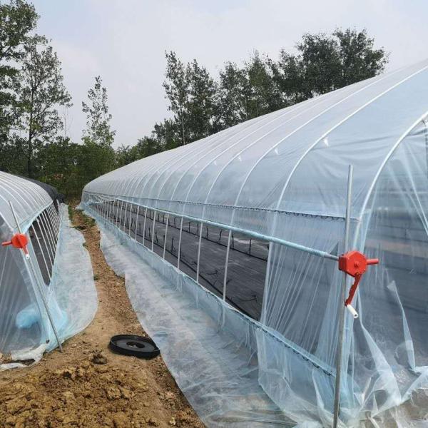 6m-10m Width Galvanized Steel Frame Single Span PE Film Greenhouse for Tomato