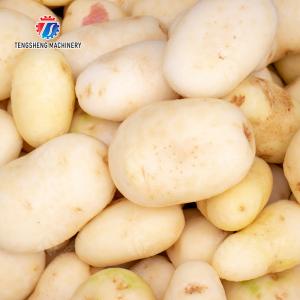 Brush washing and hoisting production line Ginger Potato Carrot Taro Sweet