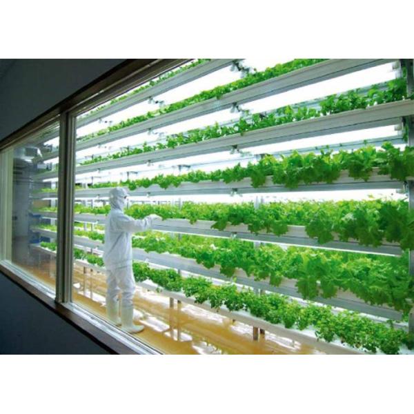 Shipping Container Greenhouse for Growing Leafy Greens in 40HQ Reefer Container