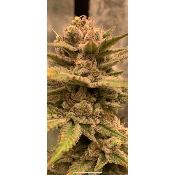 hydroponic tent IP20 720W Dimmable LED Grow Light SAMSUNG LM301B Panel