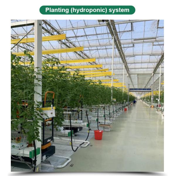 8m Transparent Glass Solar Greenhouse For Efficiently Produce Tomatoes