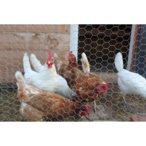 Chicken Wire Mesh For Plastering