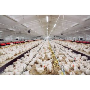 China Professional Design Chicken Farm Equipment House Prefabricated Steel Buildings wholesale