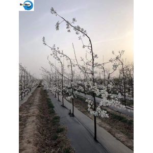 China 3.2m Agricultural Garden Plastic Woven Weed Control Mat Ground Cover Weed Barrier Fabric wholesale