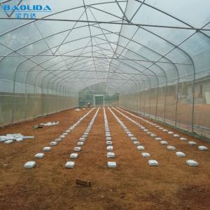 Single Span Polytunnel Greenhouse Kits Farming Small Or Large Size Optional