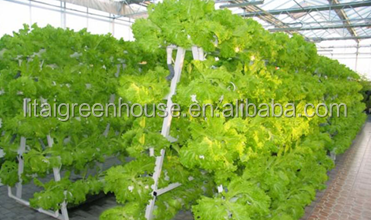 Customized Size Film Covered Poultry Farm Greenhouse Length 30-100m with Film Cover