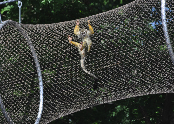 China 7x7 Stainless Steel Animal Wire Mesh Rope Enclosure CE Certificated wholesale