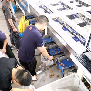 2 Tons Automatic Feeding Walnut Shelling Machine Featured Kernel Shell