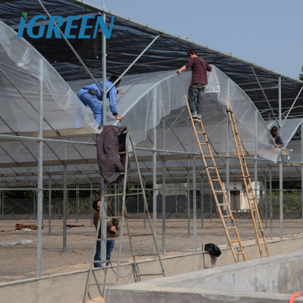 Multi-Span Agricultural Greenhouses Hot Climate Cover with 150/200micron Plastic Film