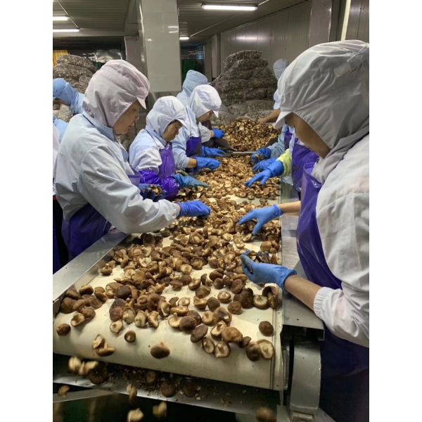 Food Grade SS 304 Vacuum Frying Equipment , Automatic Fryer Machine VF-LY100